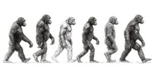 la clave del bipedismo se encuentra en un retraso evolutivo de la osificación del ilion