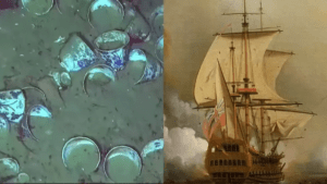 las reliquias tienen más de 300 años de antigüedad
