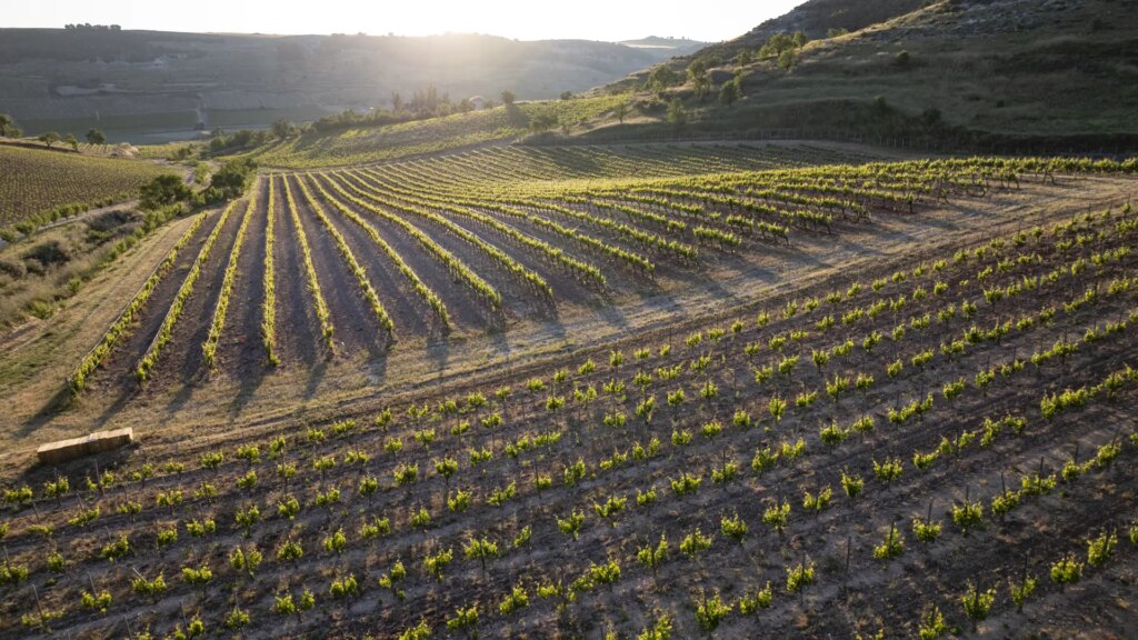 viñedos ubicados en lugares imposibles