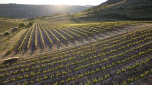 viñedos ubicados en lugares imposibles