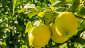 ¿El limón desinfecta frutas y verduras eliminando bacterias? Esto dice la ciencia
