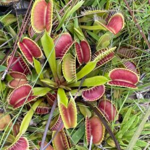 ¿Las plantas sienten dolor? Descubre lo que dice la ciencia al respecto