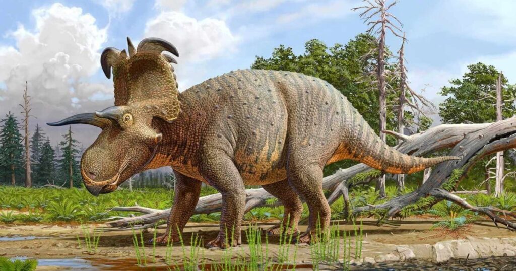 ¿Por qué este dinosaurio tenía los cuernos más extravagantes jamás vistos si no servían para defenderse?