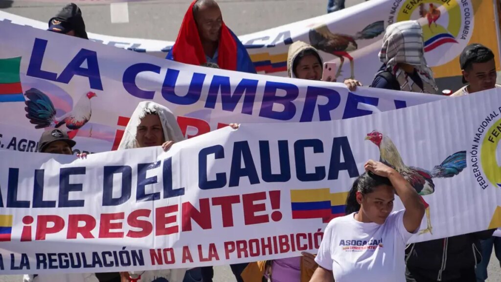 ¿Qué dicen en el Valle frente a decisión de la Corte Constitucional de prohibir las peleas de gallos, medida que cubre las corridas de toros?