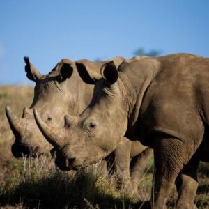 ¿Realmente los rinocerontes están en peligro de extinción?