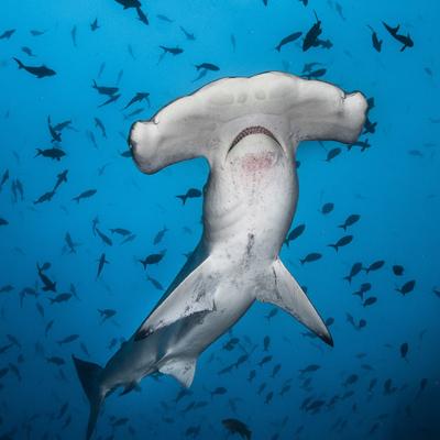 ¿Tiburones que respiran distinto? La especie que sorprende a los científicos y rompe todas las reglas
