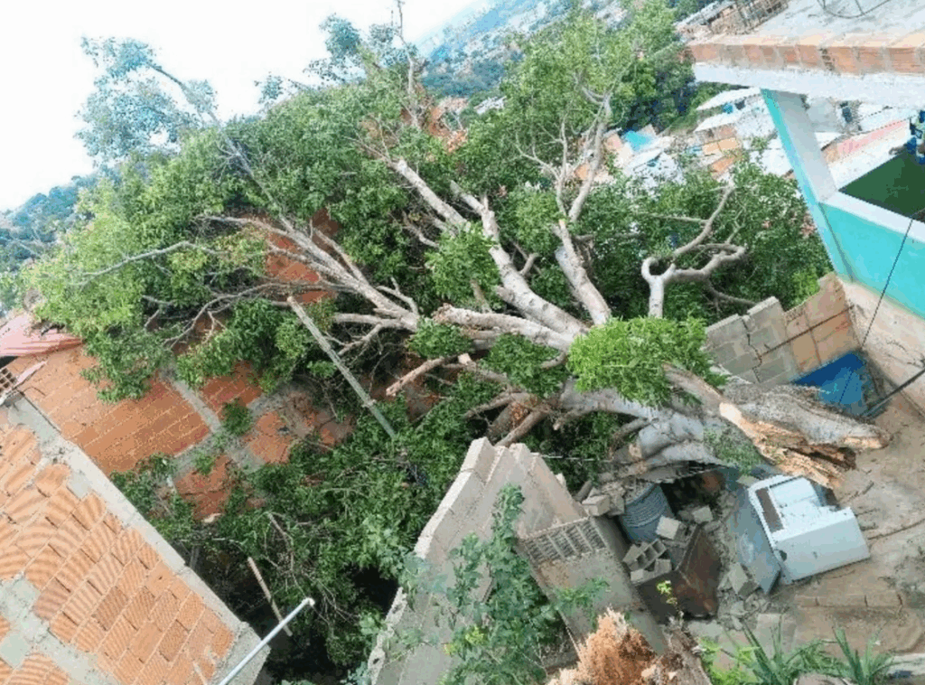 Árbol cayó sobre una casa en Zamora tras fuertes lluvias