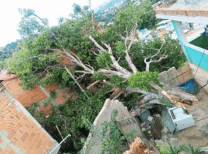 Árbol cayó sobre una casa en Zamora tras fuertes lluvias