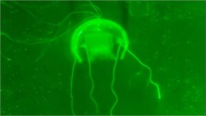 Así luce una medusa robótica con «software» basado en IA