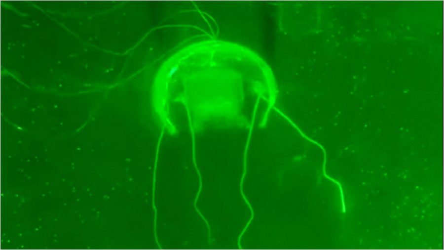 Así luce una medusa robótica con "software" basado en IA