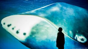 Ballena de 200 años revelaría cómo alargar la vida humana – DW – 30/10/2025