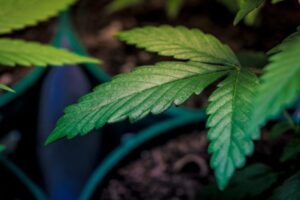 Colombia autoriza la venta de flor de cannabis medicinal en farmacias – AlbertoNews