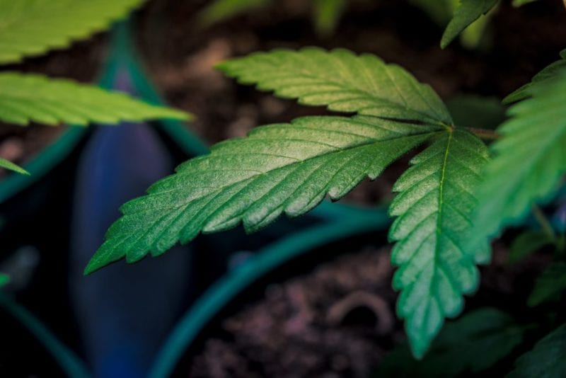 Colombia autoriza la venta de flor de cannabis medicinal en farmacias - AlbertoNews