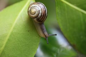 Cómo los patrones matemáticos gobiernan el comportamiento animal