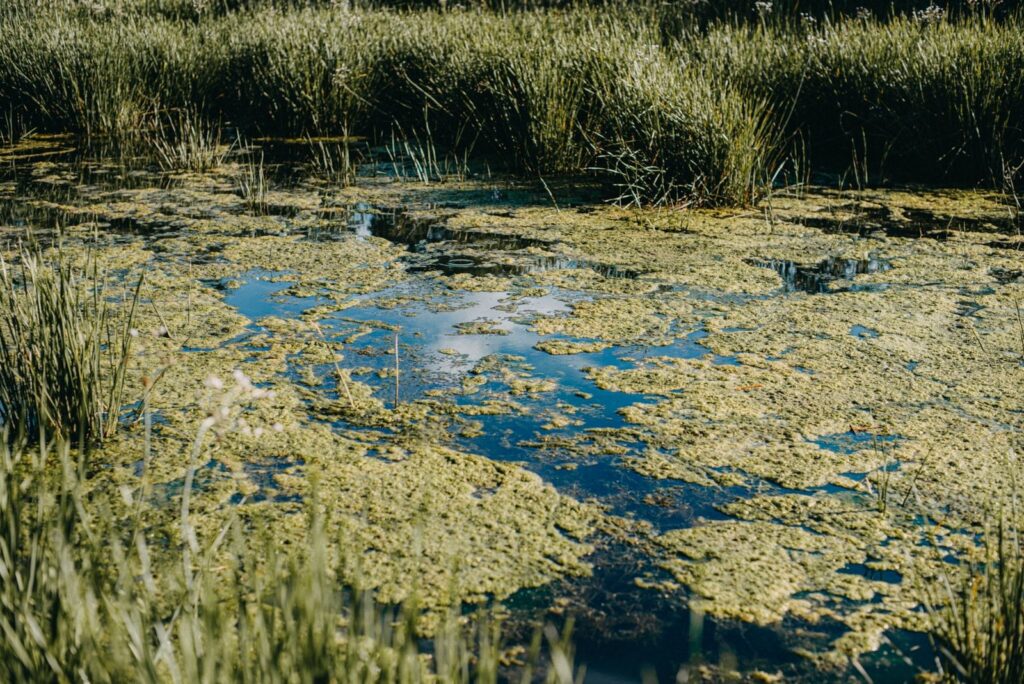 Conexión peligrosa: cómo las bacterias carnívoras se ven impulsadas por el cambio climático | National Geographic