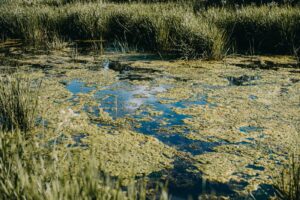 Conexión peligrosa: cómo las bacterias carnívoras se ven impulsadas por el cambio climático | National Geographic