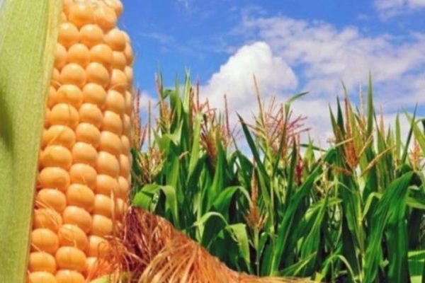 Cosecha de maíz abastecerá el mercado nacional solo por cinco meses