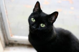Cuál es el origen de estas 4 supersticiones populares: así nacieron sus “poderes” | National Geographic