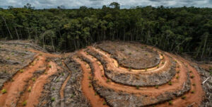 Degradación de los bosques en Latinoamérica es «peor» que hace 30 años por el desarrollo – AlbertoNews