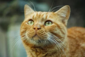 Día del Gato: una fecha para cuidar, adoptar y celebrar