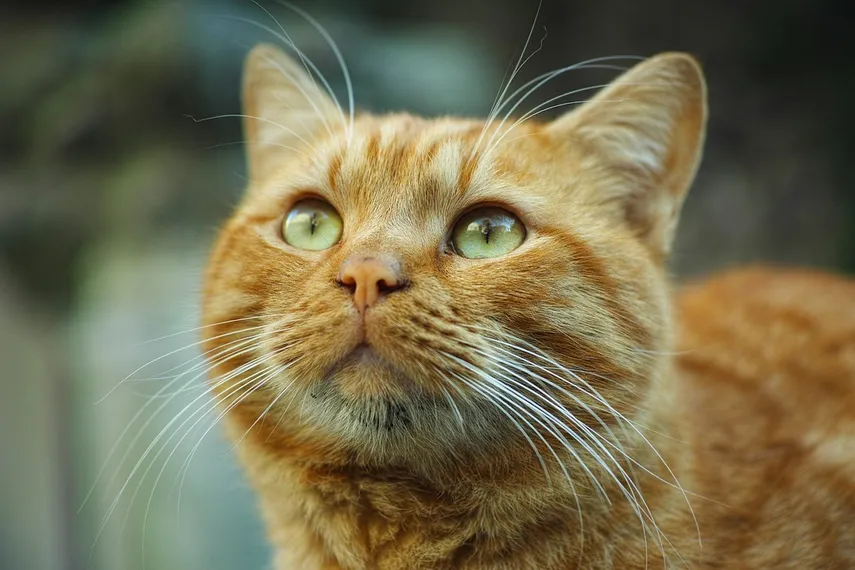 Día del Gato: una fecha para cuidar, adoptar y celebrar