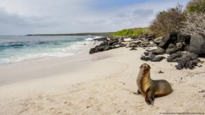 Ecuador y EE.UU. descartan base militar en islas Galápagos – DW – 31/10/2025