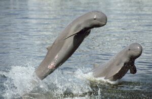 El delfín más “tierno” del mundo se enfrenta a la extinción, pero aún no es demasiado tarde | National Geographic