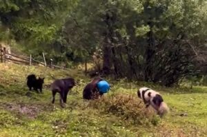 El desesperado intento de una osa por liberar su cabeza de un barril y el emocionante final