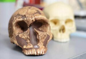 El plomo y el misterio de la extinción del neandertal y la supervivencia del humano anatómicamente moderno