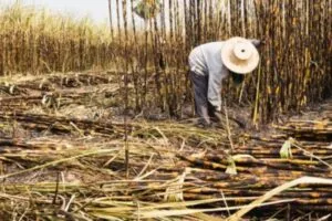 En Portuguesa estiman arrime de 1.7 millones toneladas de caña para la zafra 2025-2026