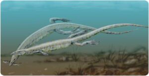 Hallan el primer ejemplar juvenil de Pleurosaurus