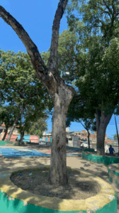 La Guaira está en riesgo de una emergencia fitosanitaria