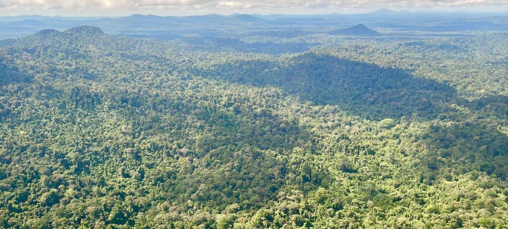 La inversión en los bosques debe triplicarse para conservarlos : IPS Agencia de Noticias