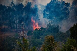 La pérdida forestal mundial, muy lejos de los compromisos globales : IPS Agencia de Noticias