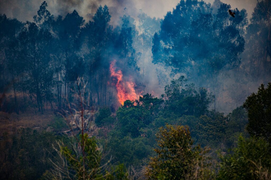 La pérdida forestal mundial, muy lejos de los compromisos globales : IPS Agencia de Noticias
