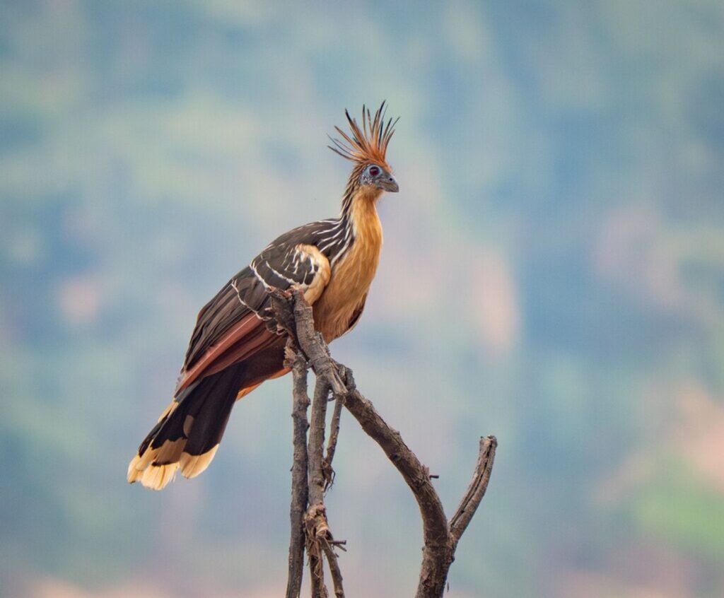 Las 5 aves insólitas y poco conocidas del mundo: algunas existen en Latinoamérica | National Geographic