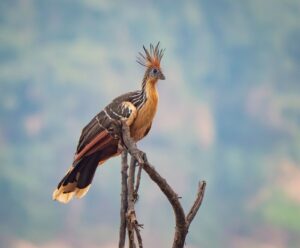 Las 5 aves insólitas y poco conocidas del mundo: algunas existen en Latinoamérica | National Geographic