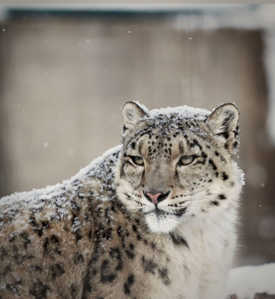 Leopardo de las nieves: la aventura de un biólogo brasileño en el Himalaya en busca del gran felino en peligro de extinción | National Geographic