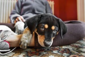 Lo que debes saber antes de adoptar un perro, según los expertos | National Geographic