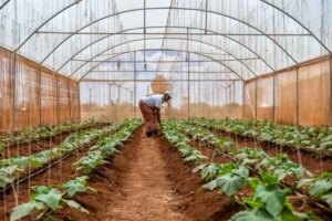 Los sistemas alimentarios son el eslabón perdido del desarrollo social : IPS Agencia de Noticias