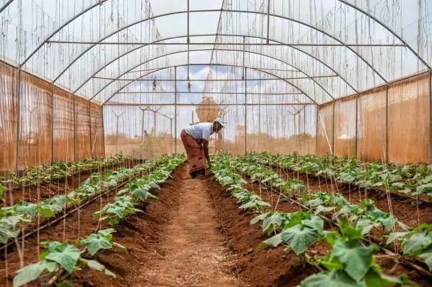 Los sistemas alimentarios son el eslabón perdido del desarrollo social : IPS Agencia de Noticias