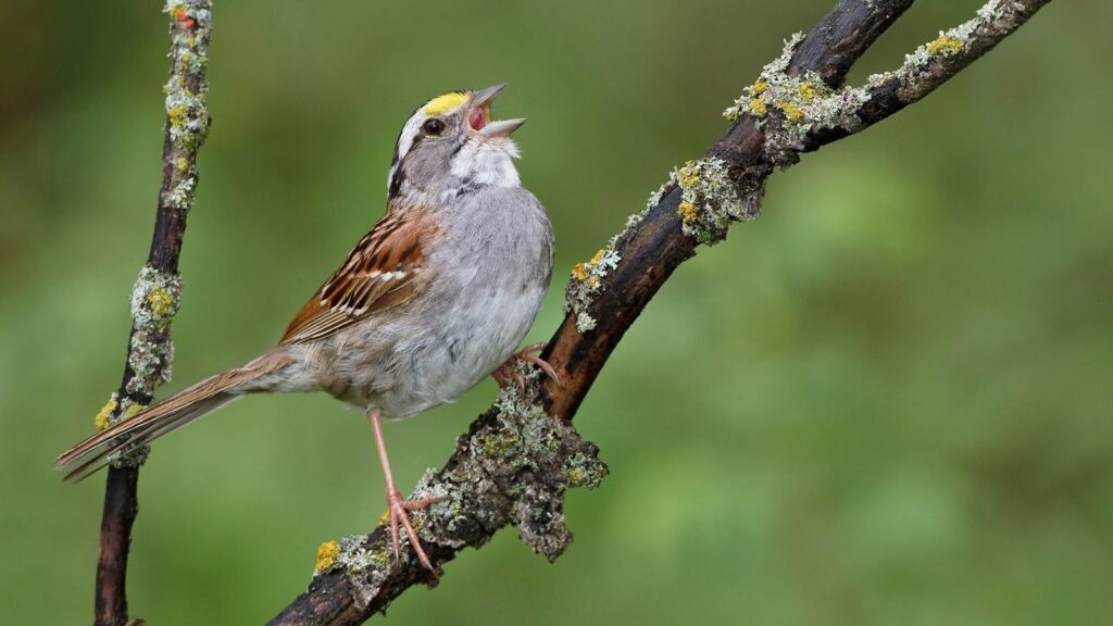 Por qué escuchar el canto de los pájaros calma el cerebro y mejora la salud mental, según la ciencia | National Geographic