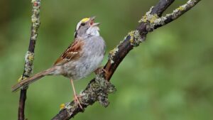 Por qué escuchar el canto de los pájaros calma el cerebro y mejora la salud mental, según la ciencia | National Geographic