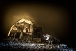Por qué esta inquietante foto fantasmal de una hiena es la mejor imagen de vida silvestre de 2025 | National Geographic