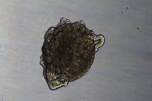 Realizan el primer trasplante en un cerdo de riñones modificados con organoides renales humanos | europapress.es