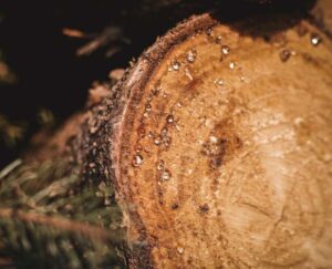 Resina natural: Propiedades, usos y beneficios del “oro vegetal”