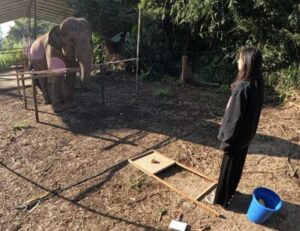 Sostenerle la mirada a un elefante