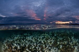 ¿Qué causa el blanqueamiento de los corales? Así es como amenaza la vida marina y humana | National Geographic