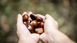 ¿Cuál es la diferencia entre pilongas y castañas?