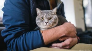 ADN antiguo cambia todo lo que sabíamos sobre los gatos – DW – 28/11/2025